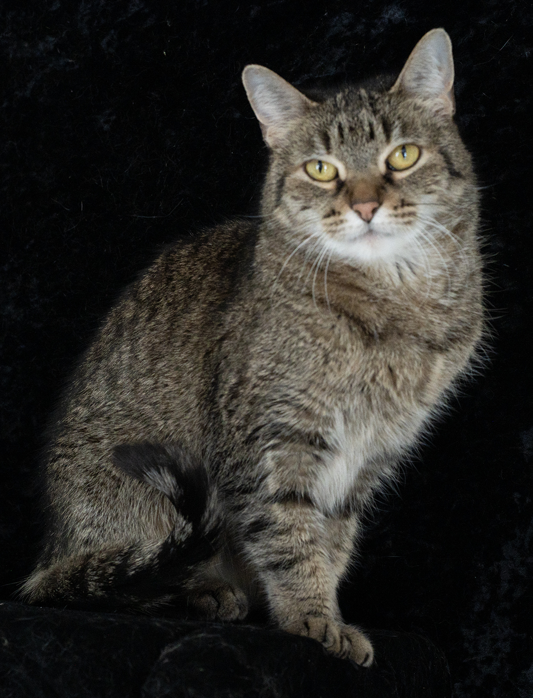 Top Cat Sanctuary cat photo